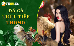 đá-gà-trực-tiếp-Thomo